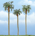 Woodland Scenics TR1617 Premium Royal Palm Tree, 4.5"/4"/3" (3-Pack)