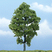 Woodland Scenics TR1623 Premium Hickory Tree, 5"