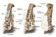 UGears UTG0028 Hurdy-Gurdy