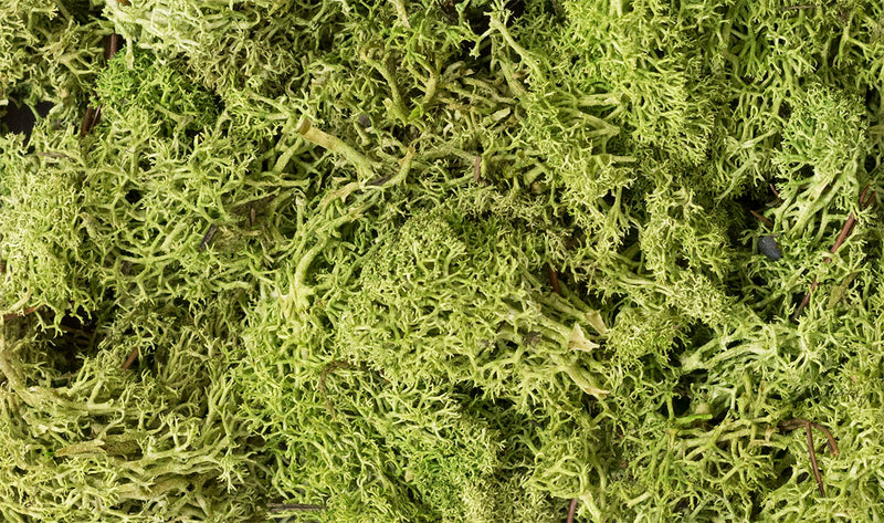 Woodland Scenics L162 Lichen Bag, Light Green( 82 cu. in.)