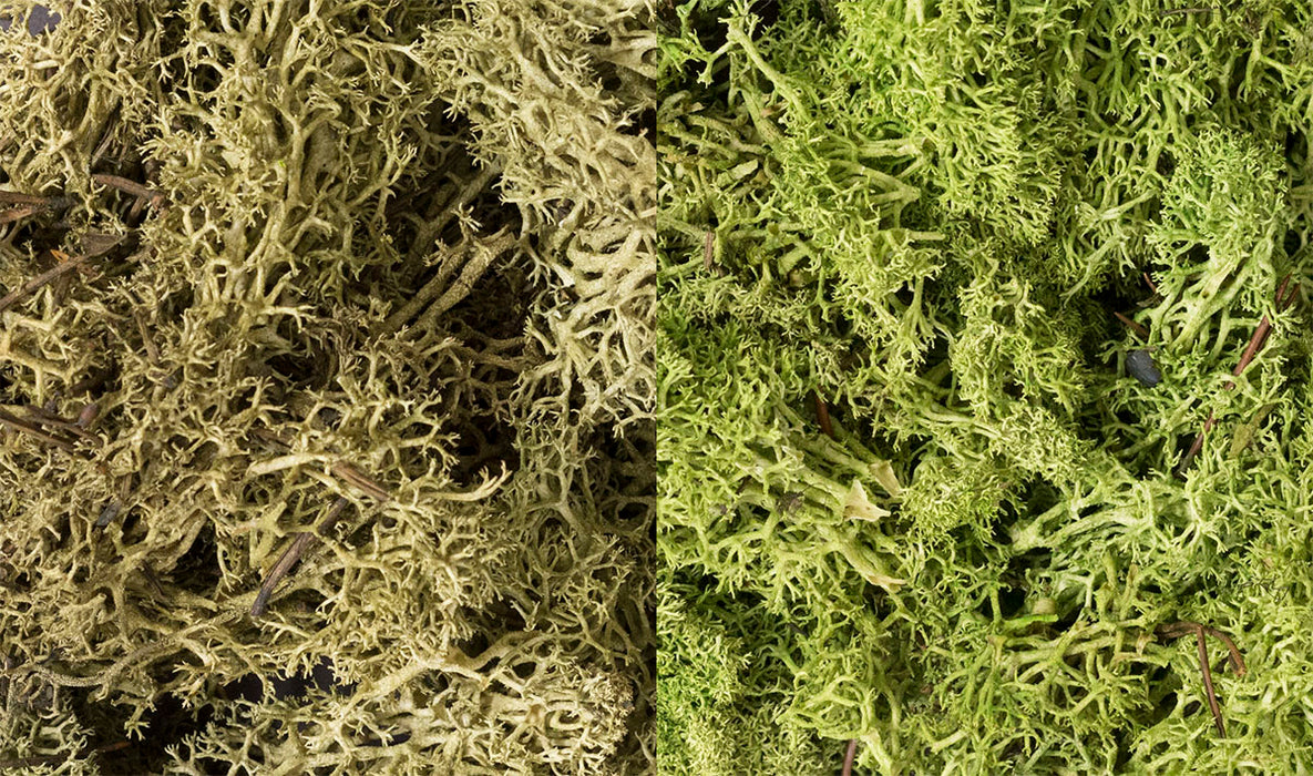 Woodland Scenics L167 Lichen Bag, Light Green Mix (165 cu. in.)